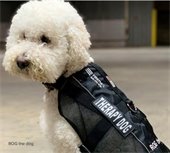 Rog the therapy dog.